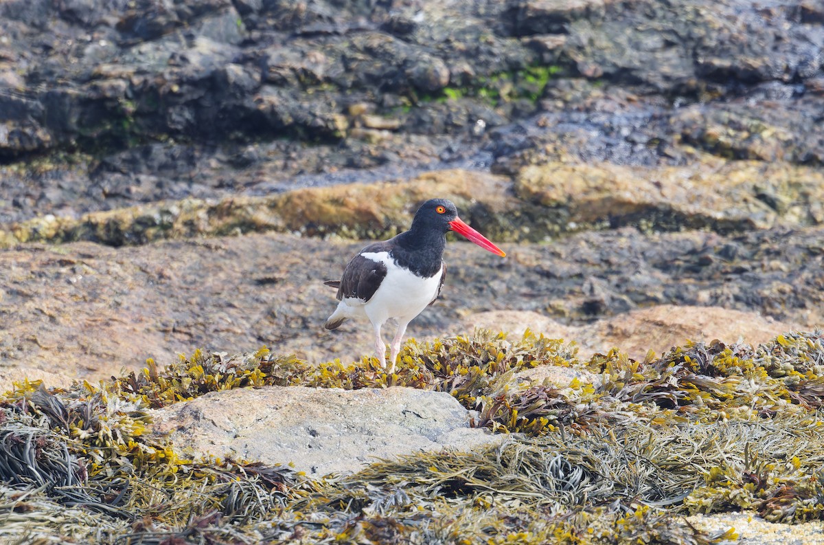 American Oystercatcher - ML622181714