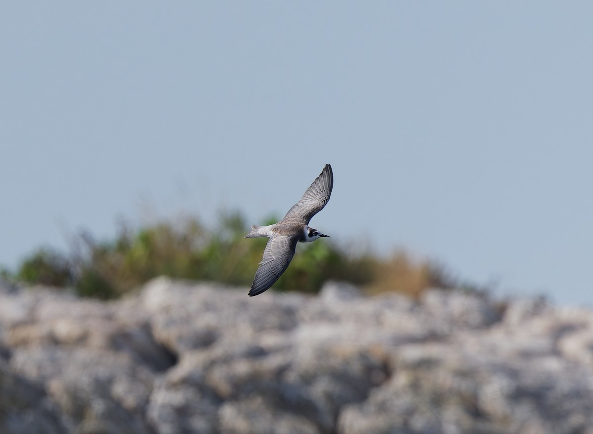 Black Tern - ML622181736