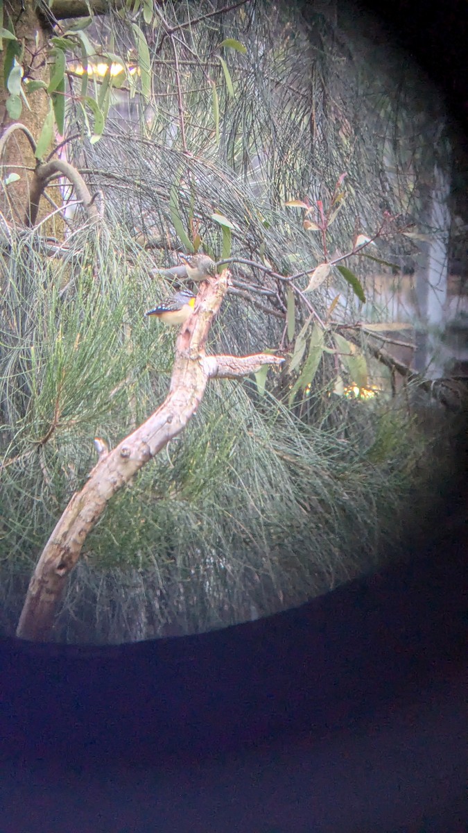 Spotted Pardalote - Tom Perrett