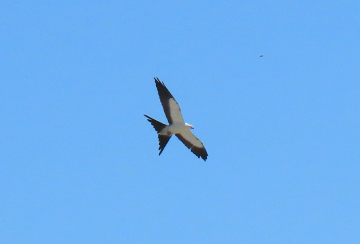 Swallow-tailed Kite - Heather Buttonow