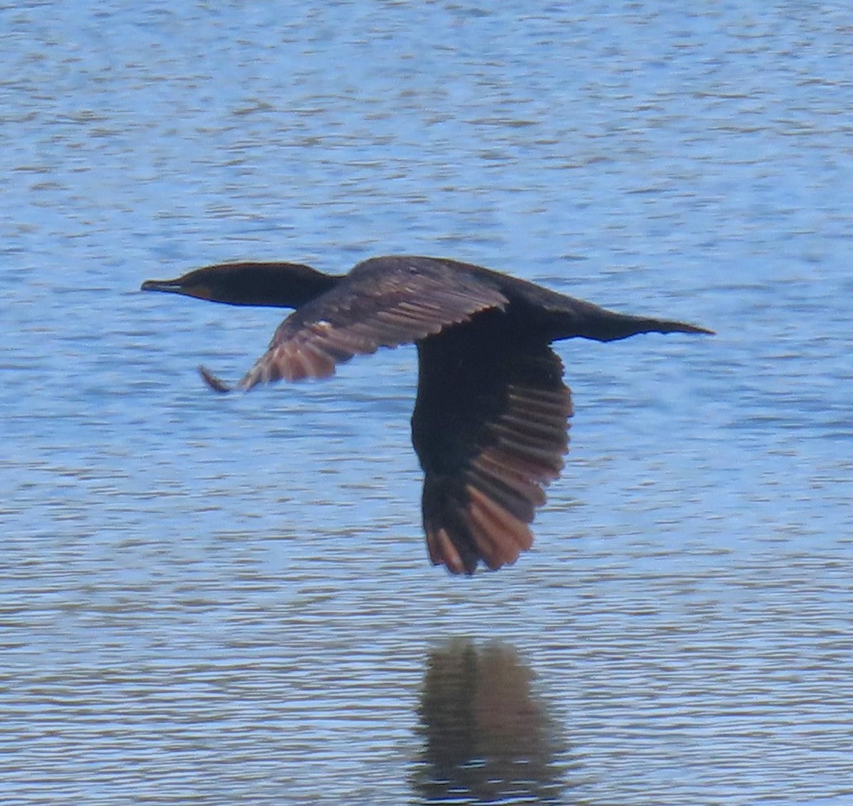 Cormoran à aigrettes - ML622181777