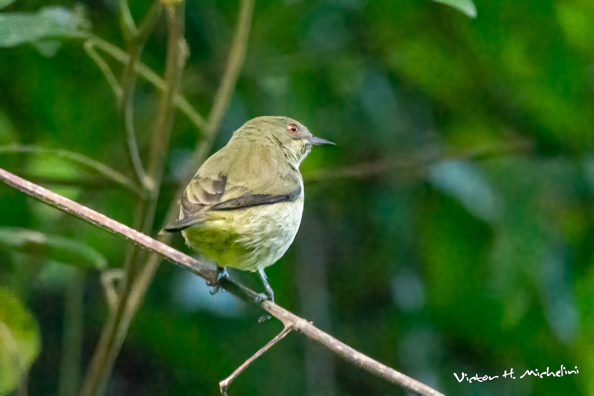 Dacnis à ventre jaune - ML622181793