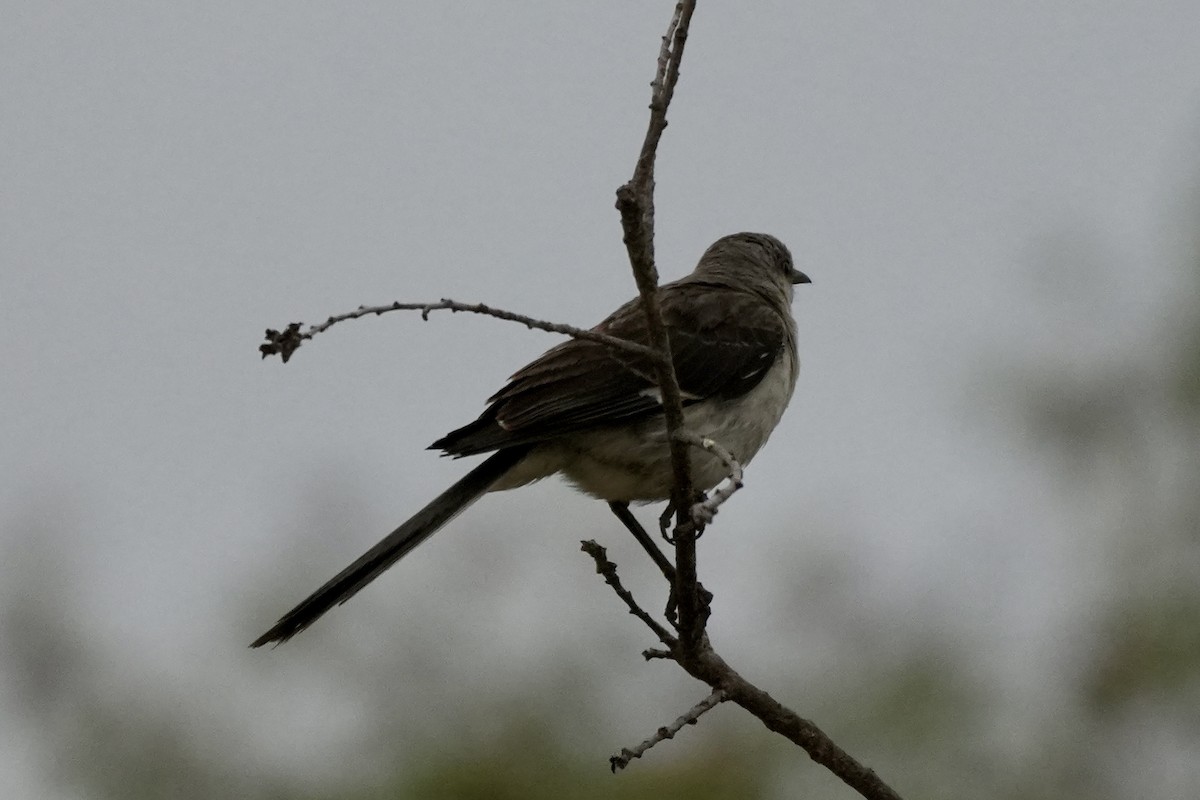 Northern Mockingbird - ML622181910