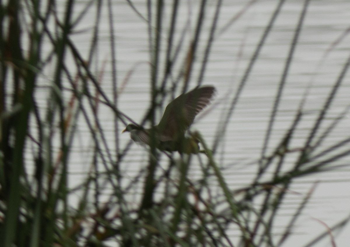 Common Gallinule - ML622181939