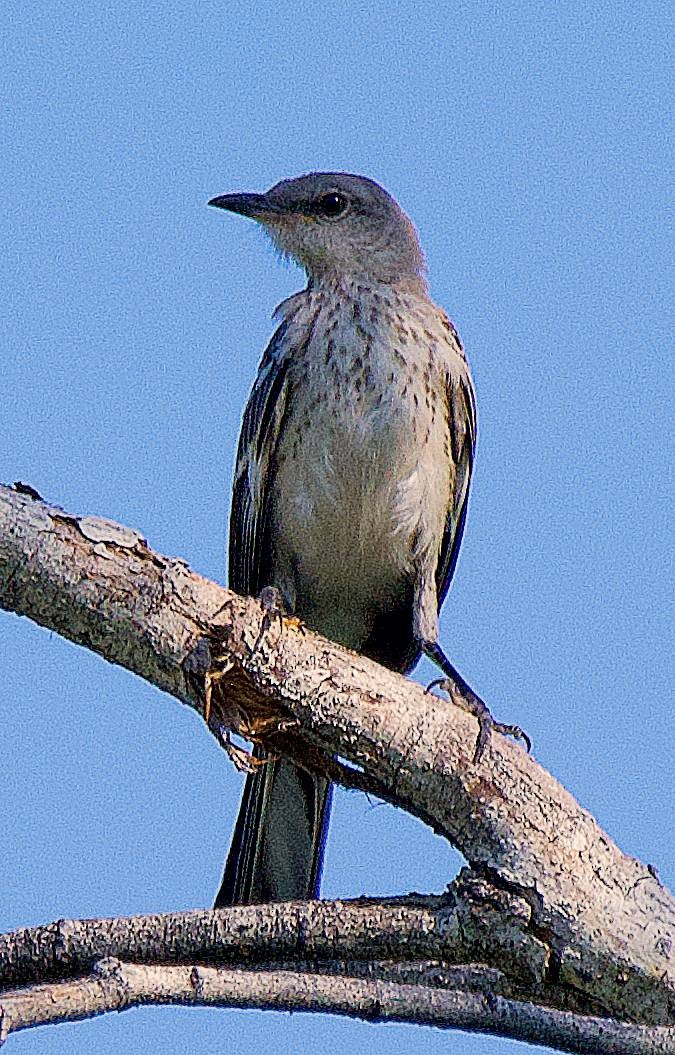 Northern Mockingbird - ML622181941