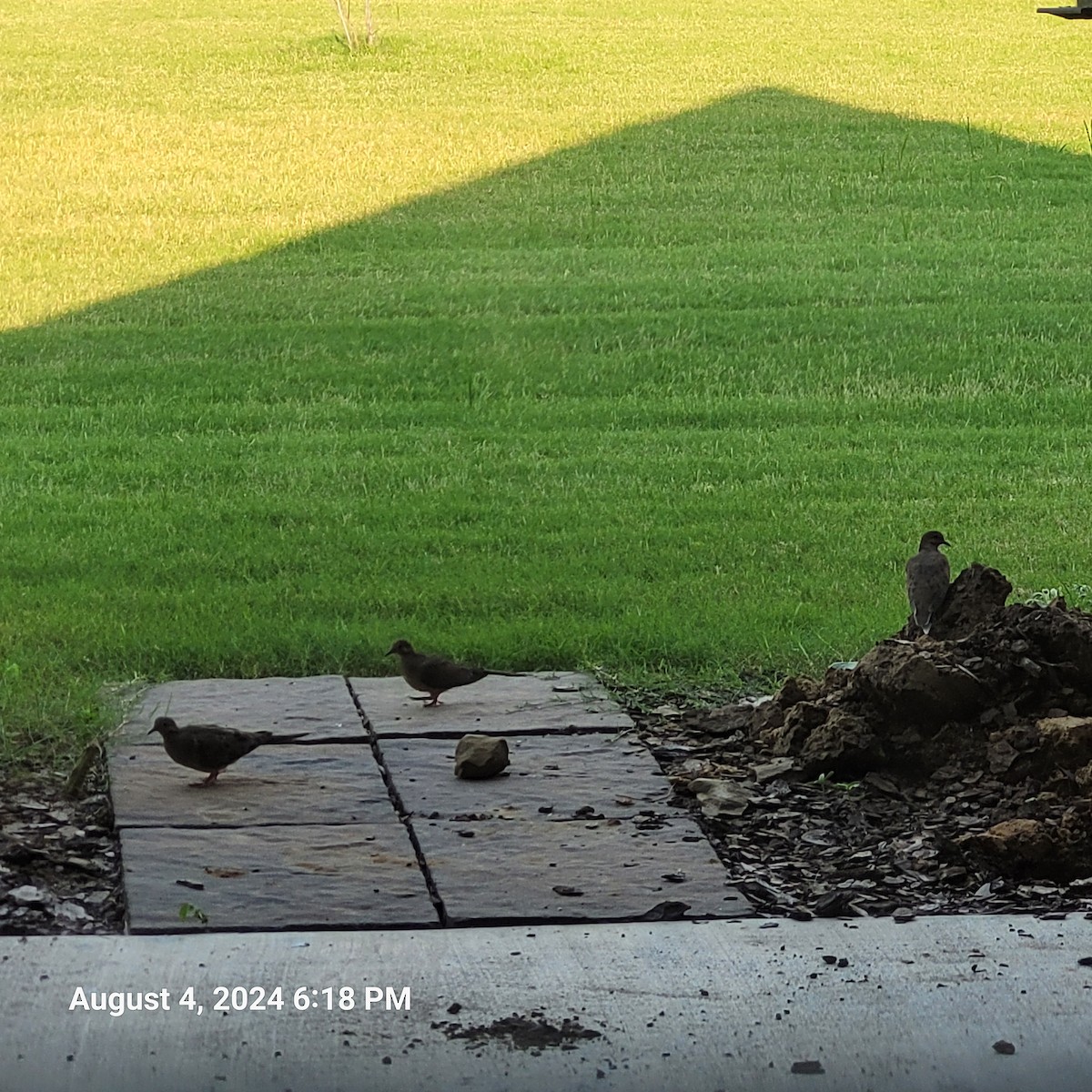 Mourning Dove - ML622182018