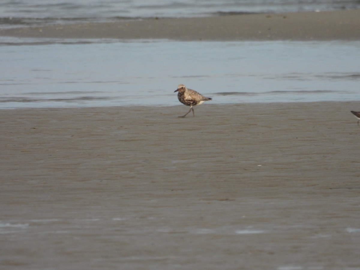 Black-bellied Plover - ML622182041