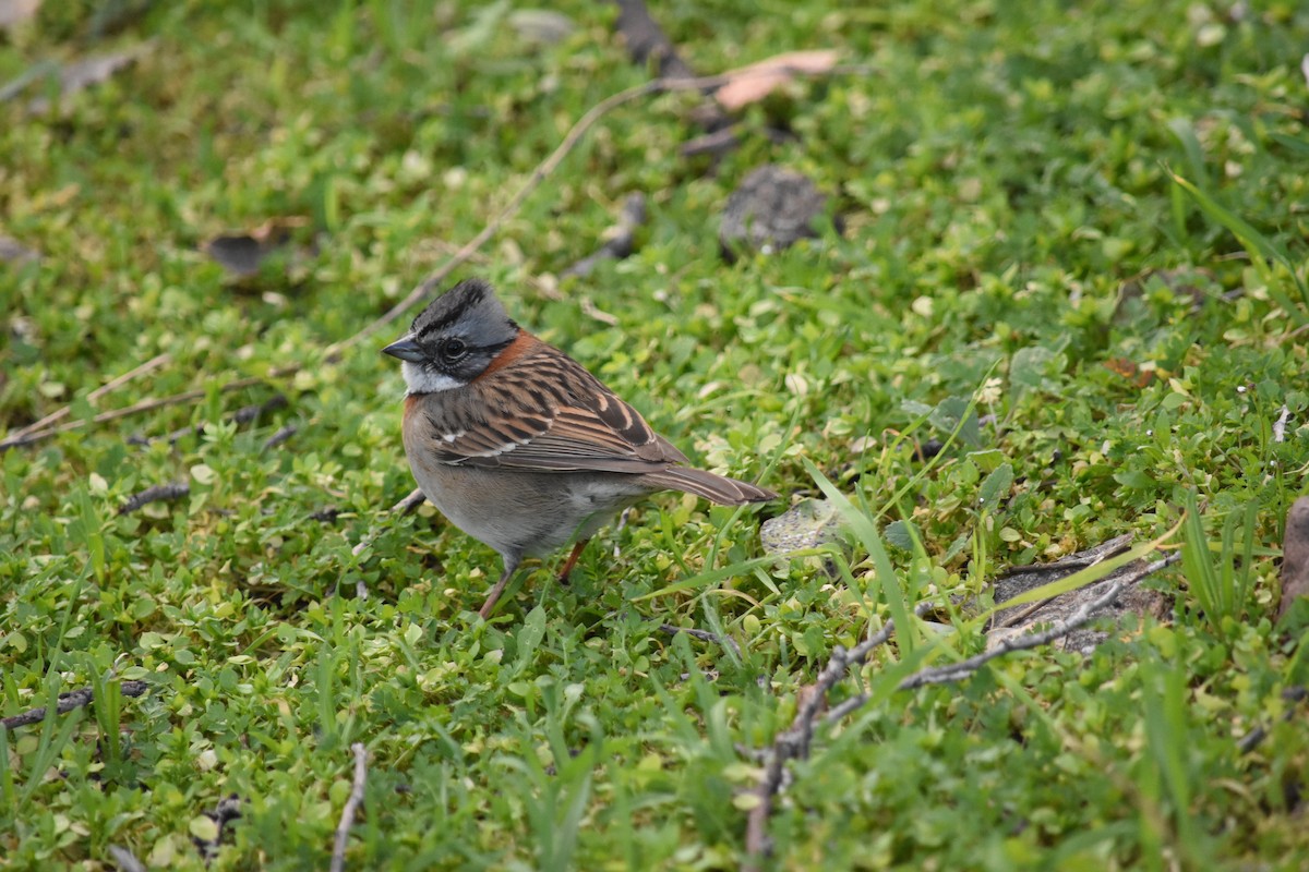 Rufous-collared Sparrow - ML622182052