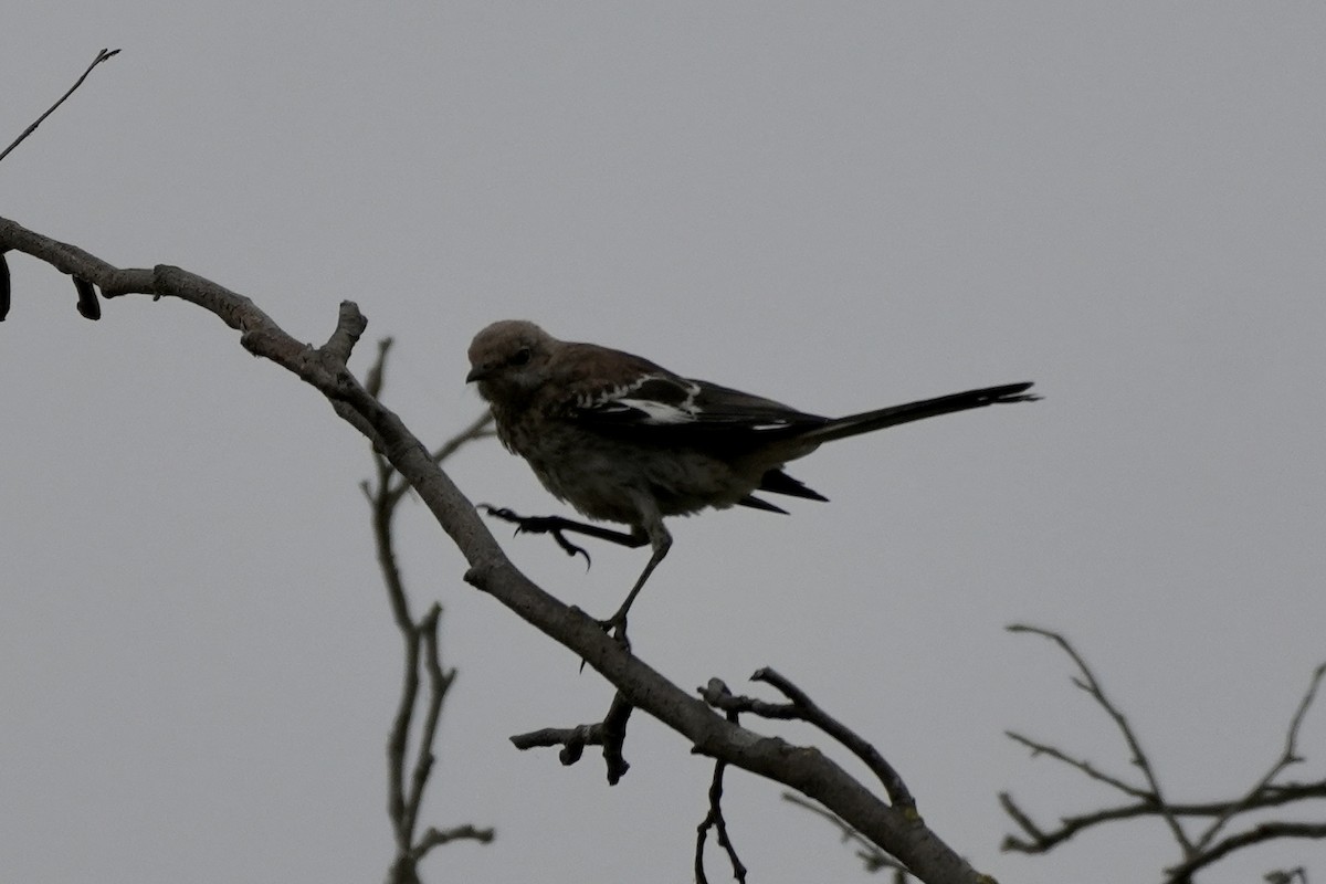 Northern Mockingbird - ML622182058