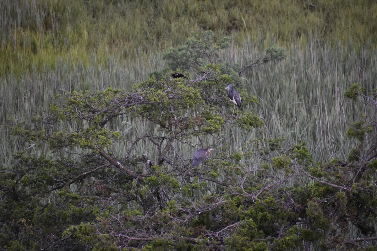 Tricolored Heron - ML622182104