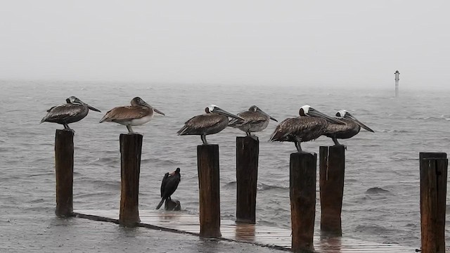 Brown Pelican - ML622182126