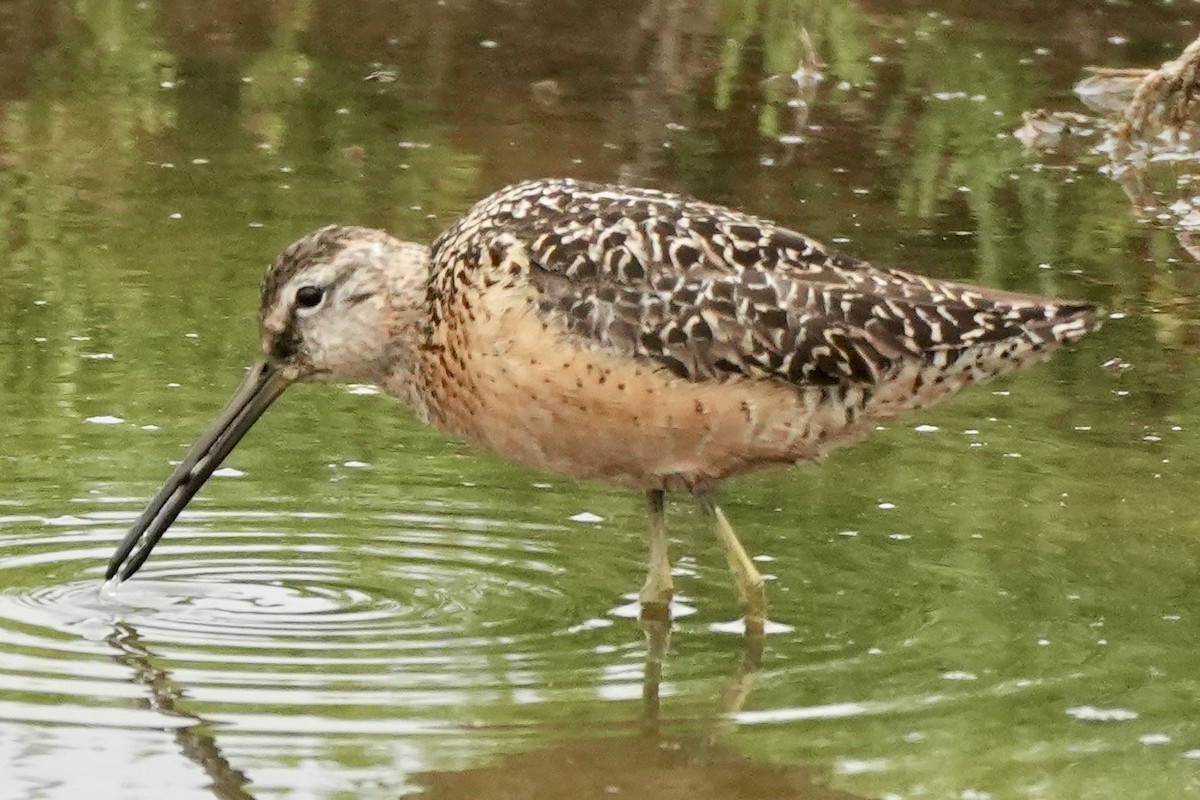 Bécassin à long bec - ML622182143