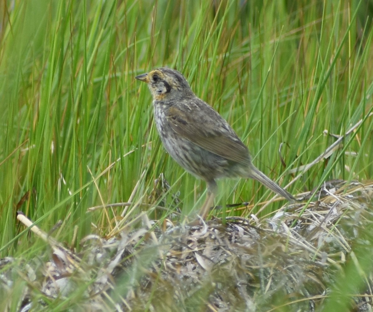 Saltmarsh Sparrow - ML622182255