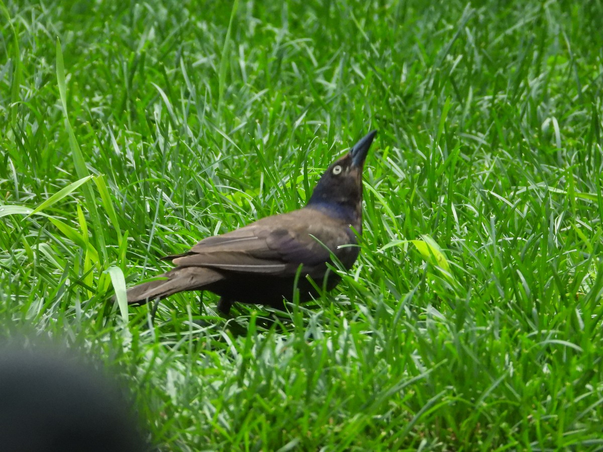 Common Grackle - Denis Provencher COHL