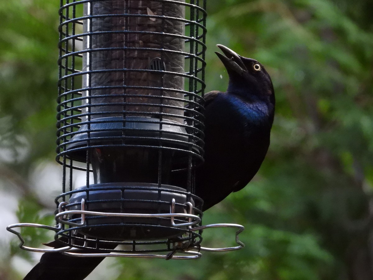 Common Grackle - Denis Provencher COHL