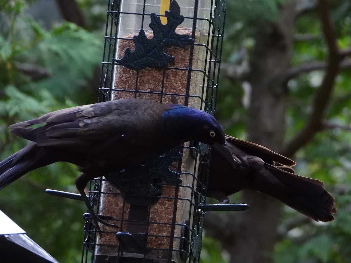 Common Grackle - Denis Provencher COHL