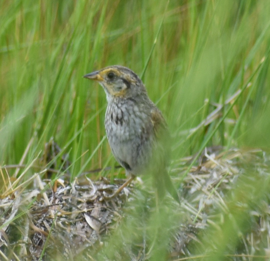 Saltmarsh Sparrow - ML622182271