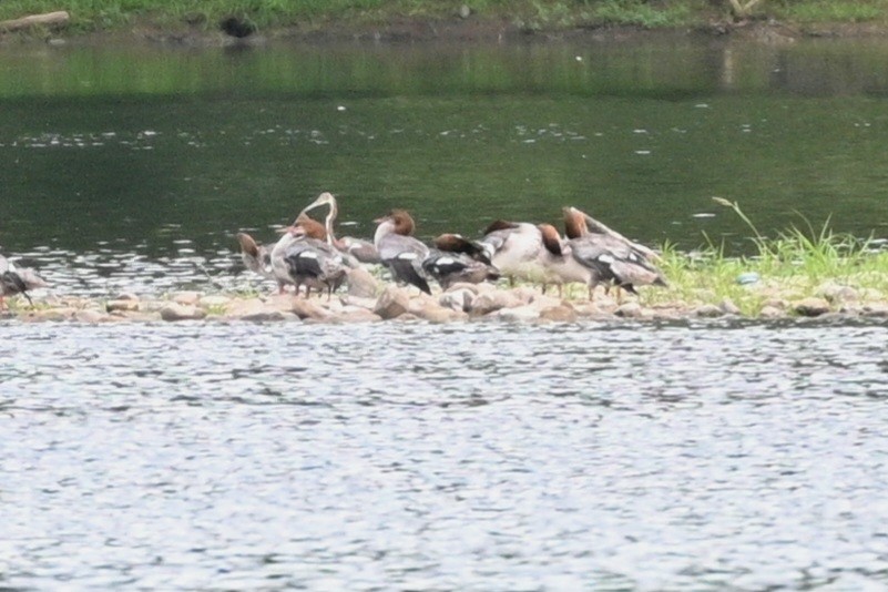 Tricolored Heron - ML622182274