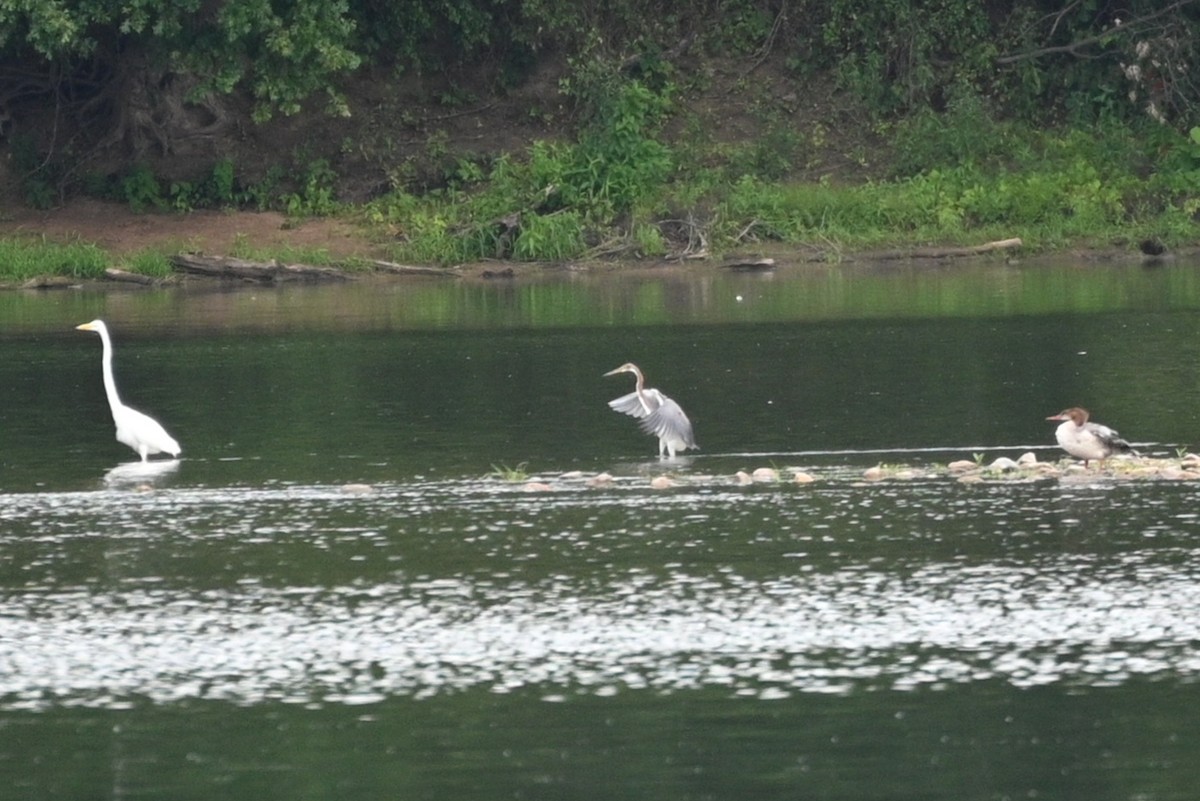 Tricolored Heron - ML622182275