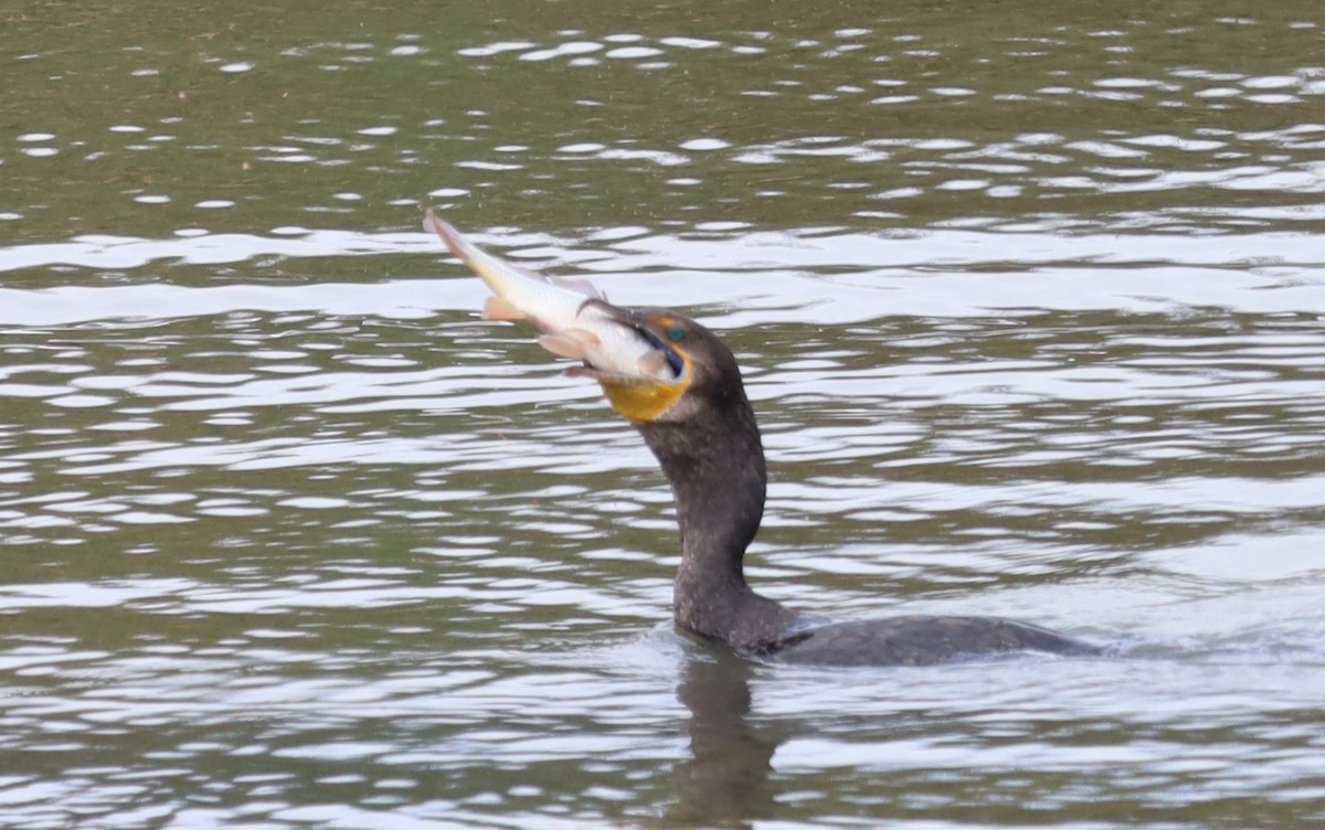 Double-crested Cormorant - ML622182361