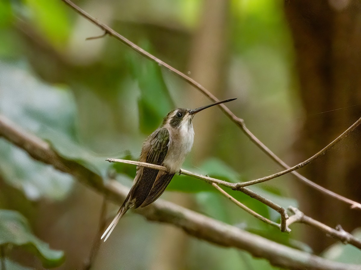 Pale-bellied Hermit - ML622182366