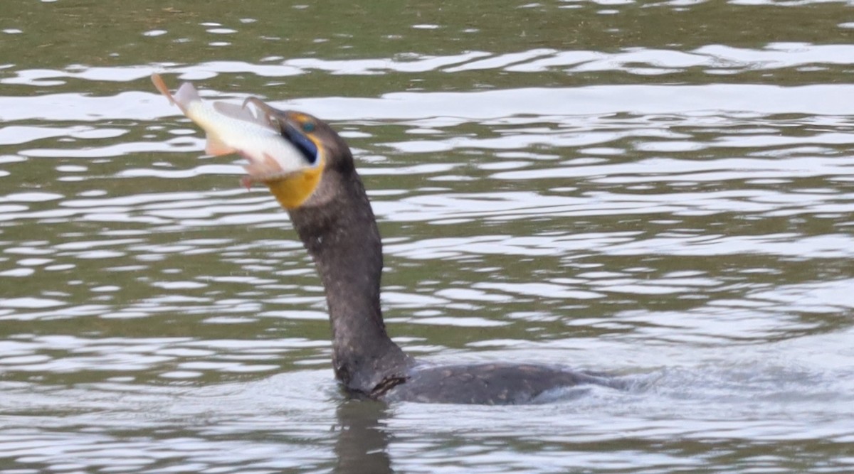 Double-crested Cormorant - ML622182367