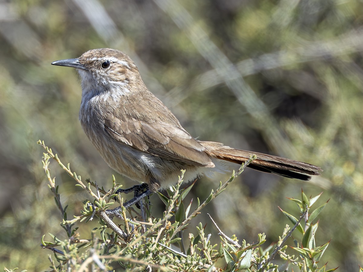 Band-tailed Earthcreeper - Peter Kondrashov