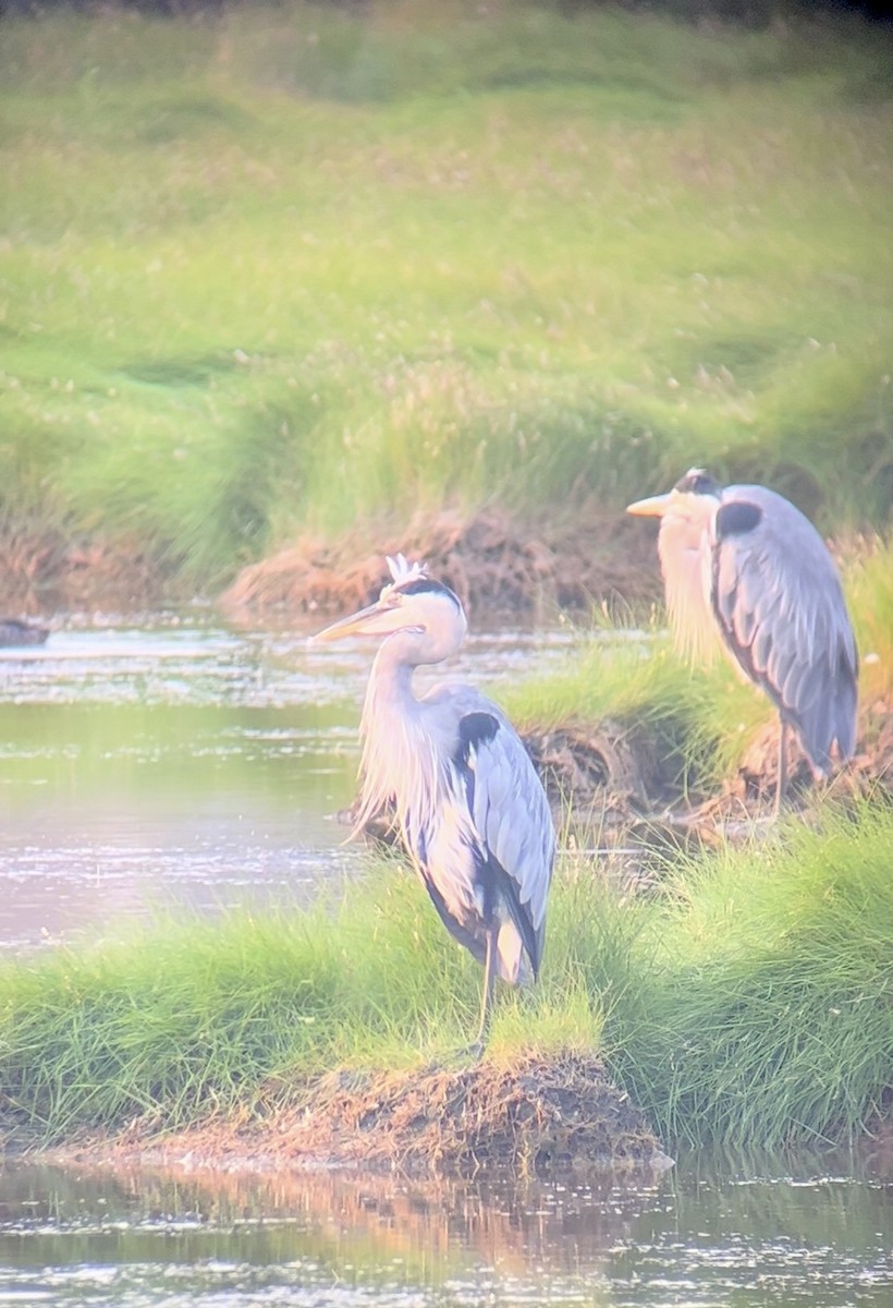 Great Blue Heron - ML622182387