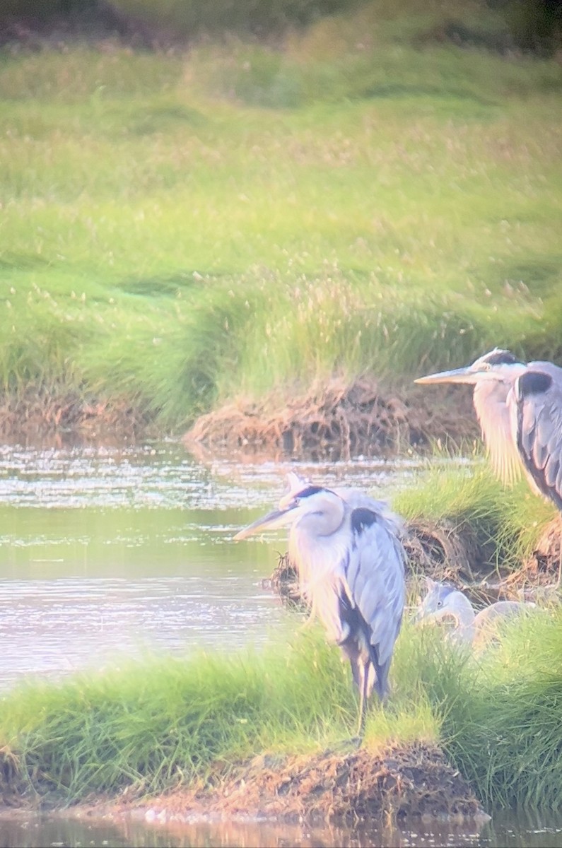 Great Blue Heron - ML622182388