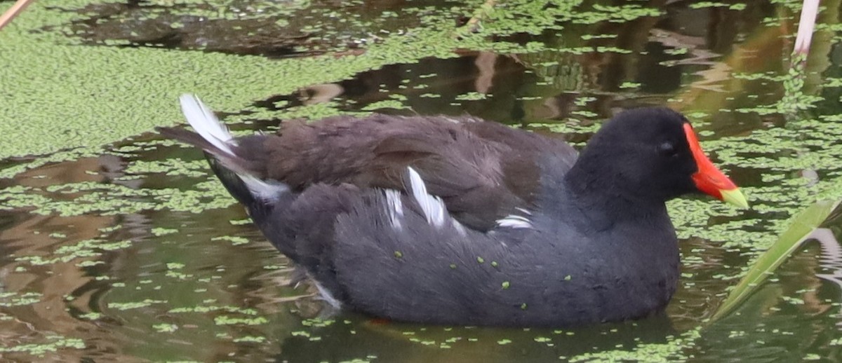 Gallinule d'Amérique - ML622182396