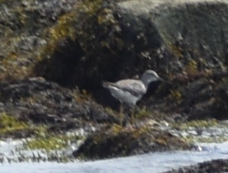 Lesser Yellowlegs - ML622182441