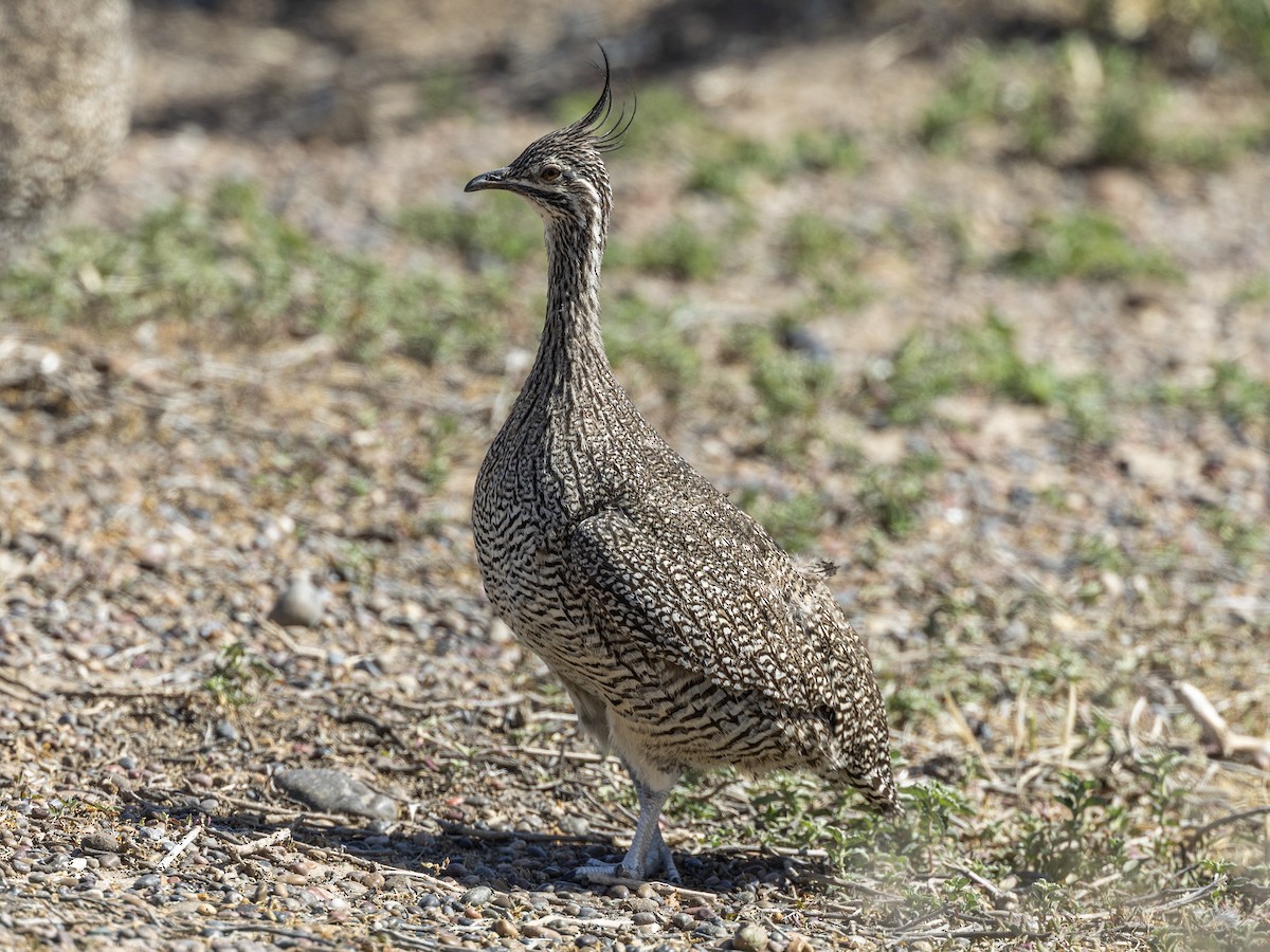 Elegant Crested-Tinamou - ML622182451