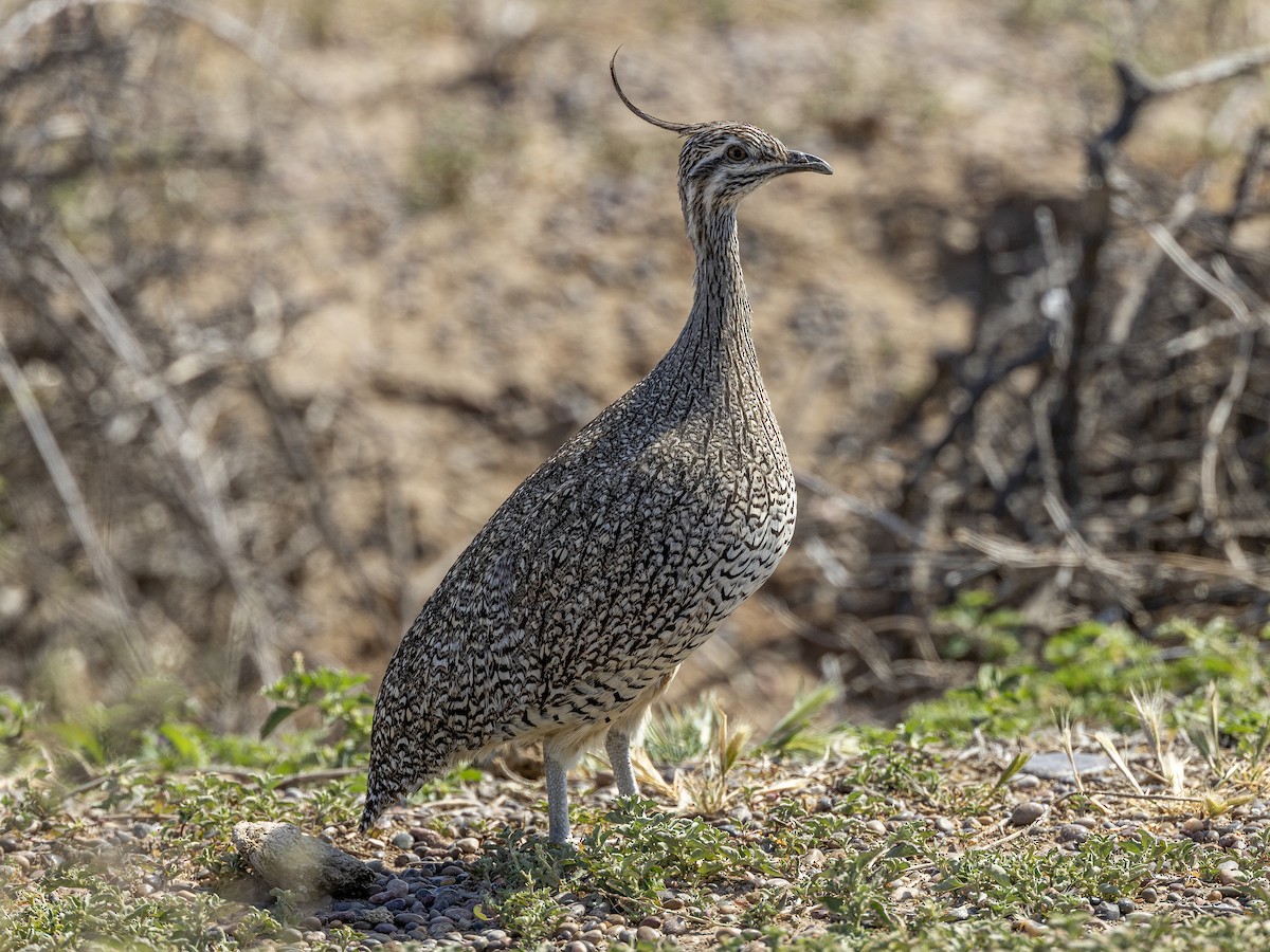 Elegant Crested-Tinamou - ML622182452