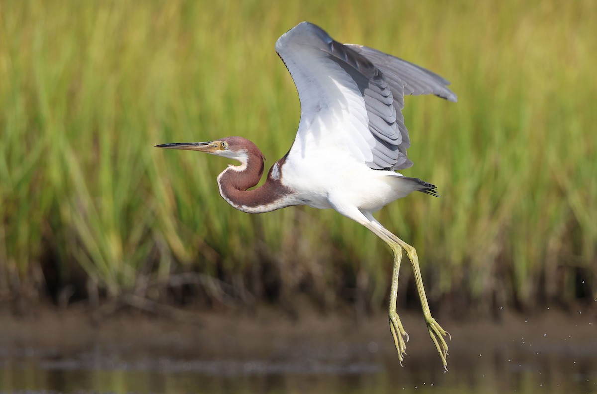 Tricolored Heron - ML622182470