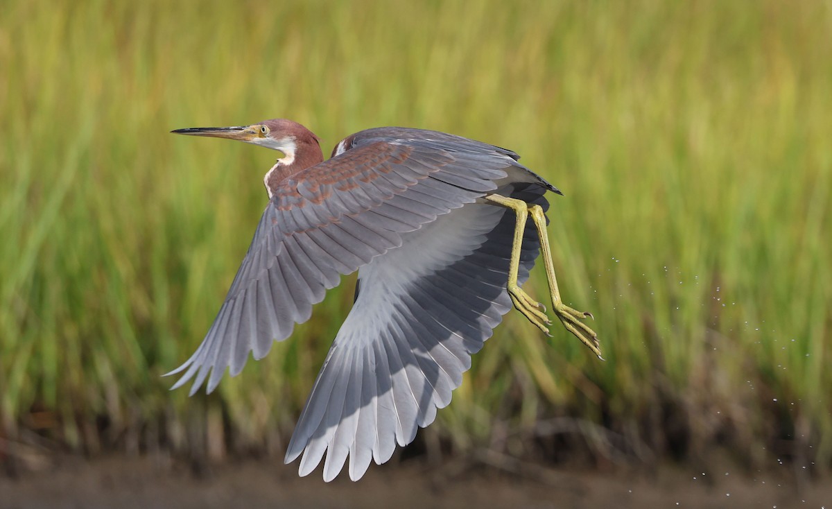 Tricolored Heron - ML622182471