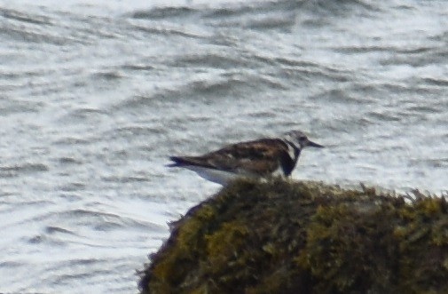 Ruddy Turnstone - ML622182473