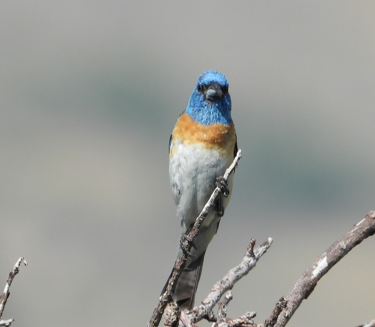 Lazuli Bunting - ML622182493