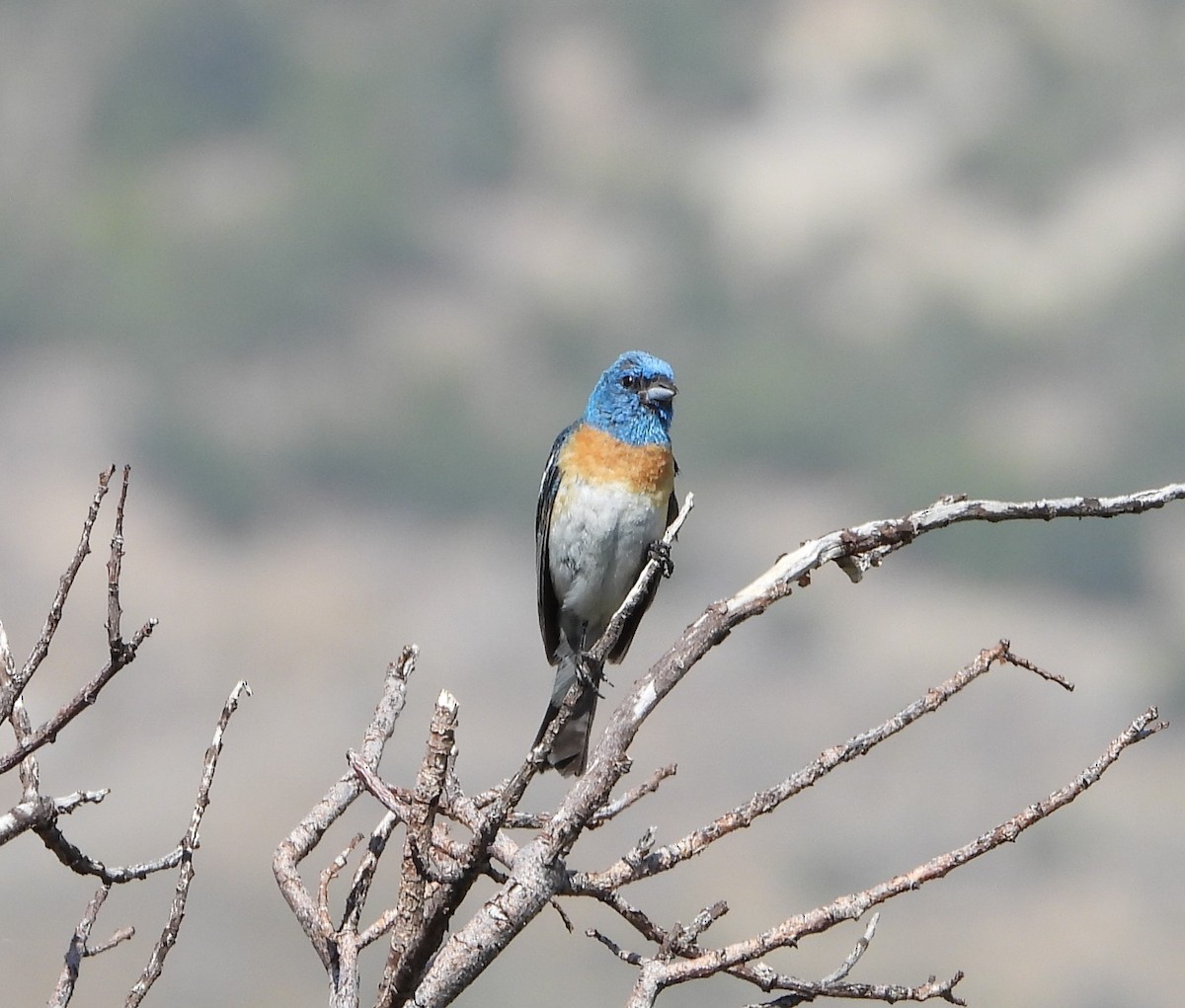 Lazuli Bunting - ML622182494