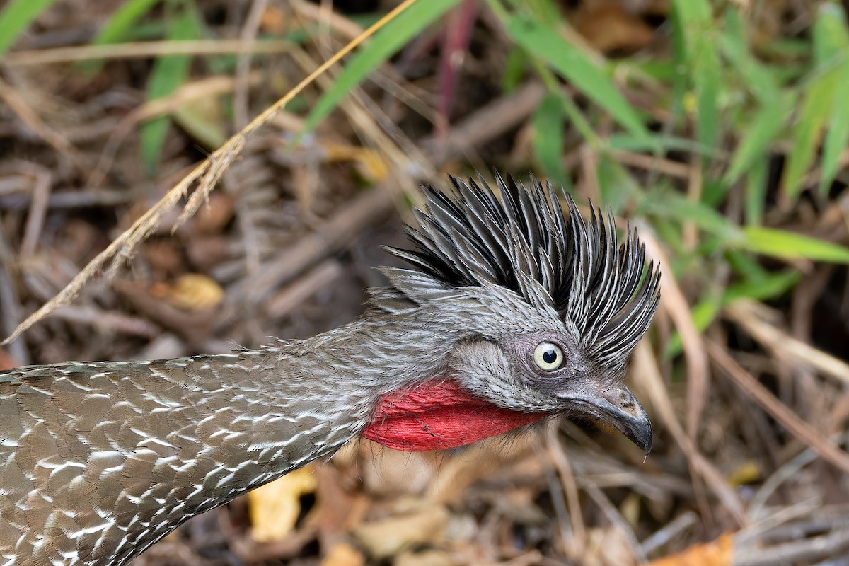 Band-tailed Guan - ML622182554