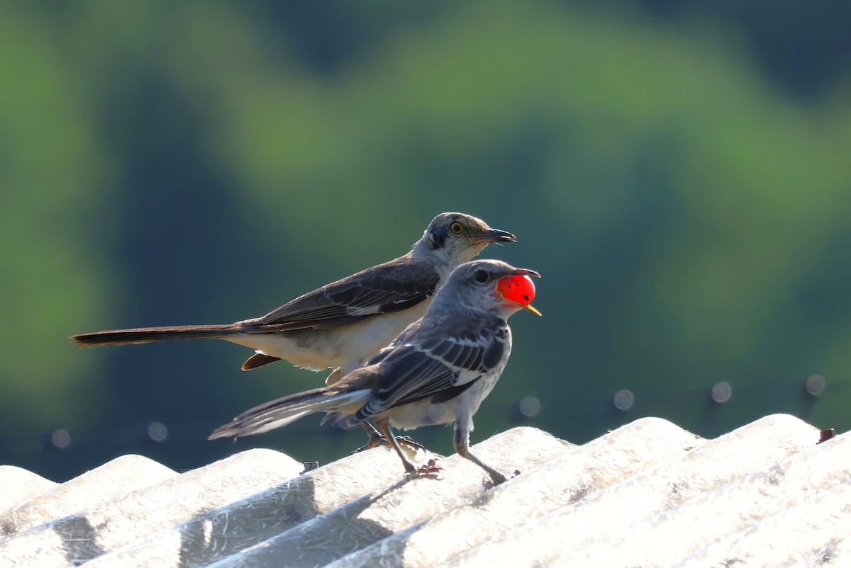 Northern Mockingbird - ML622182560