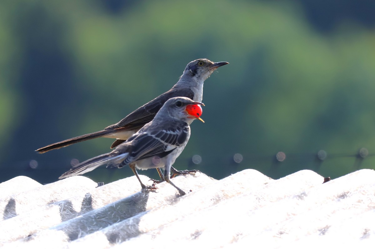 Northern Mockingbird - ML622182571