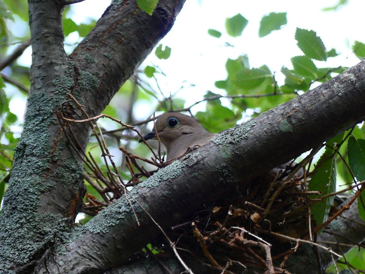 Mourning Dove - ML622182593