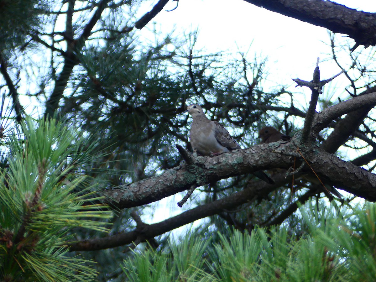 Mourning Dove - ML622182594