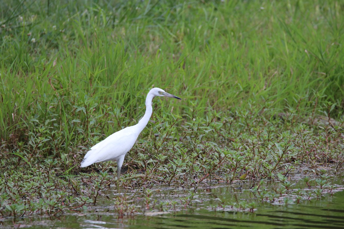 Little Blue Heron - ML622182658