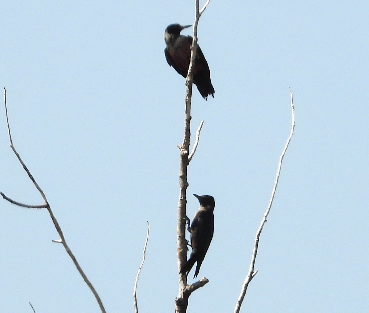 Lewis's Woodpecker - ML622182671