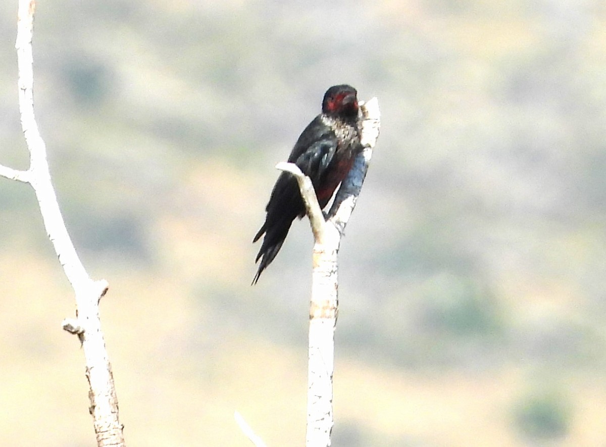 Lewis's Woodpecker - ML622182672