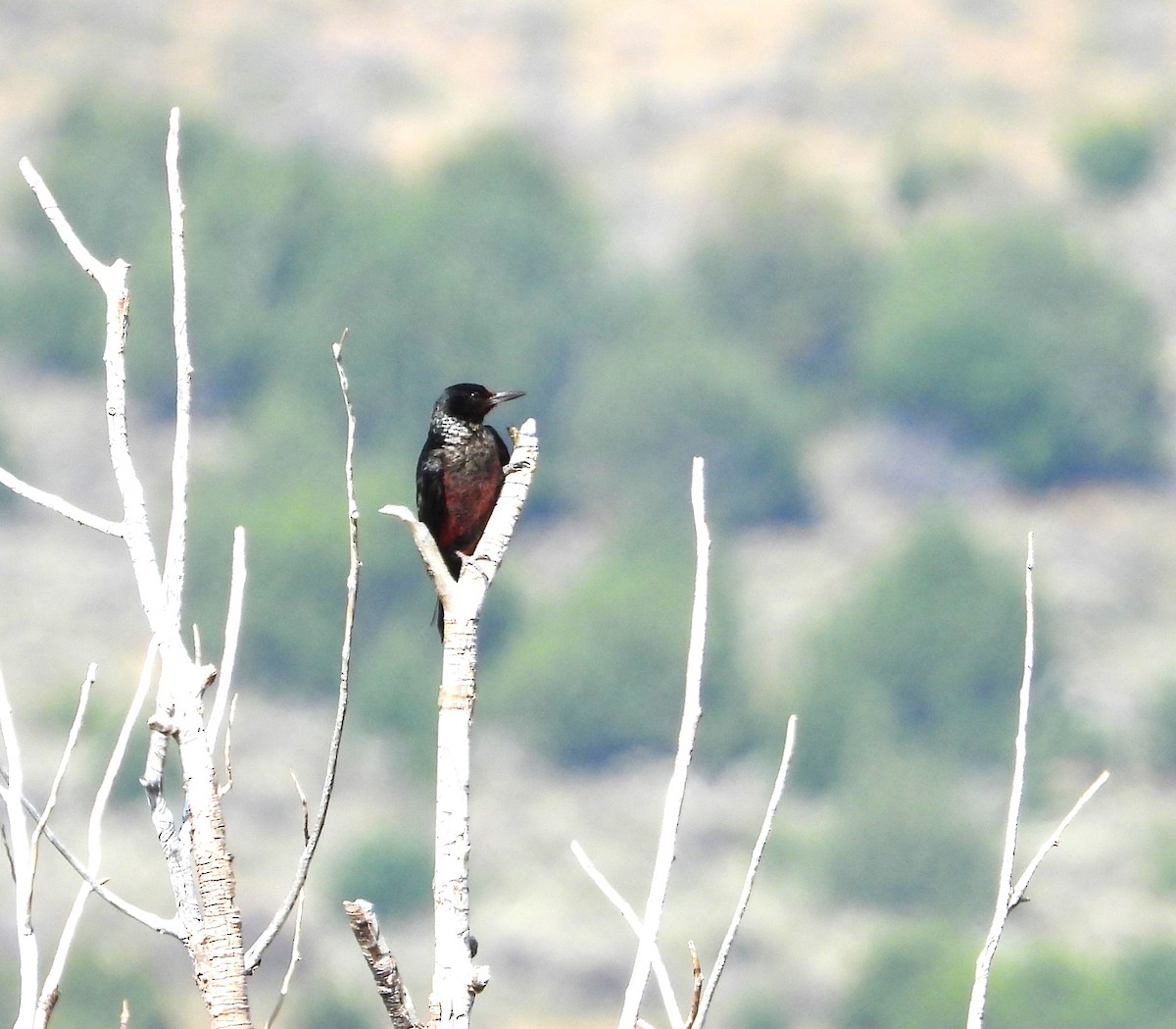 Lewis's Woodpecker - ML622182673