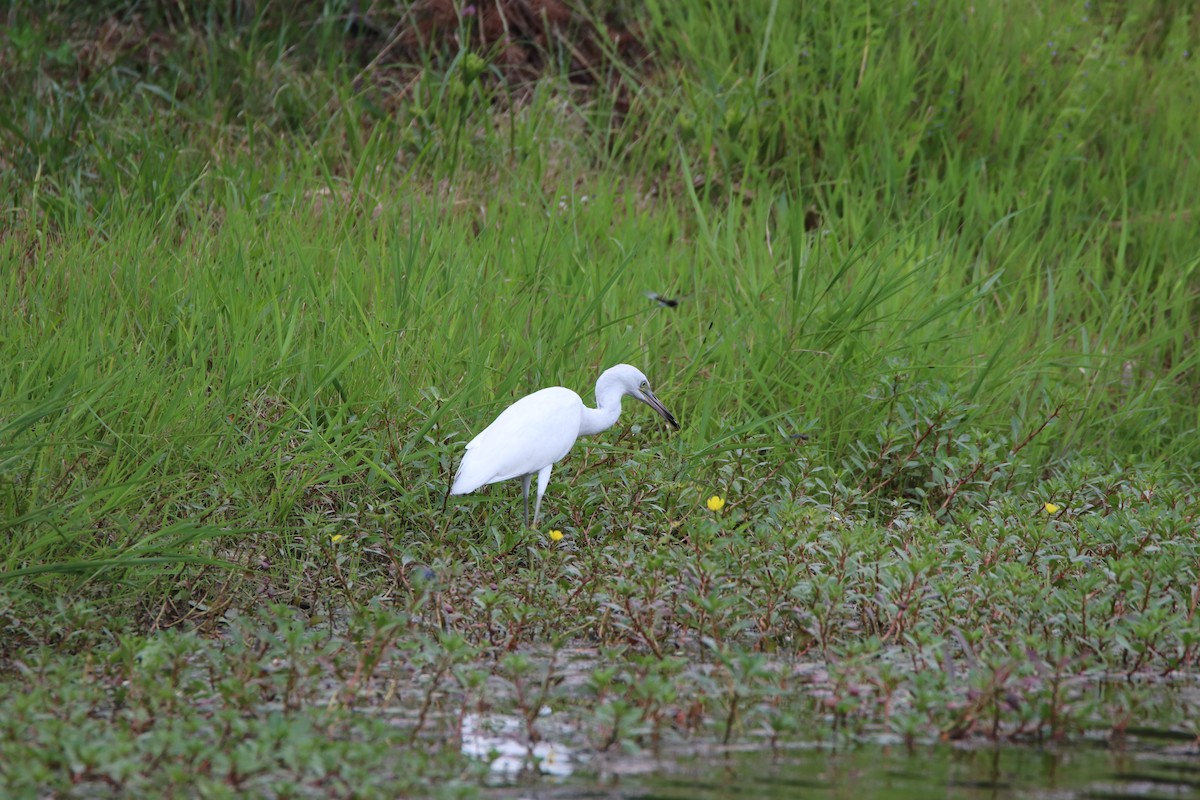 Little Blue Heron - ML622182678