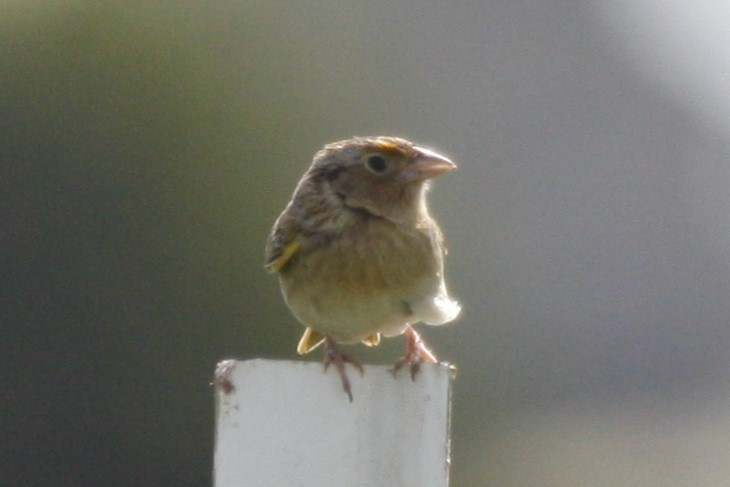 Grasshopper Sparrow - Joey Della Penna