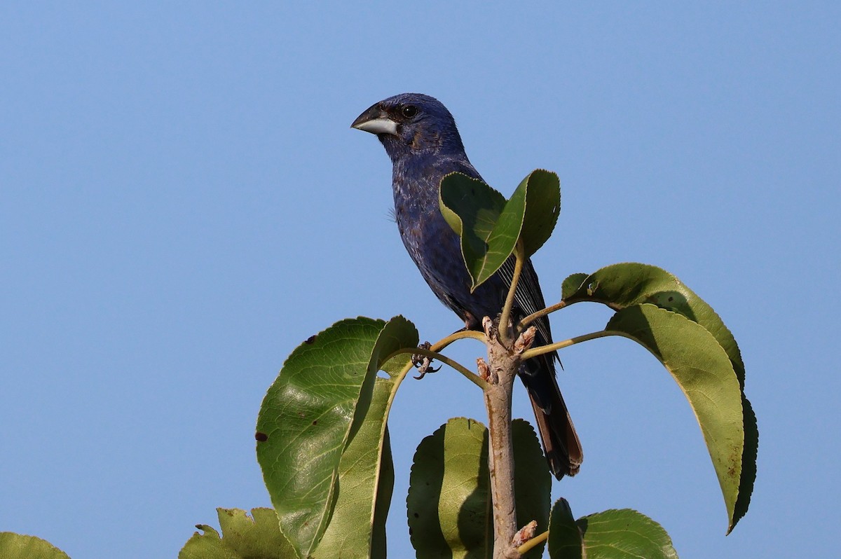 Blue Grosbeak - Tricia Vesely